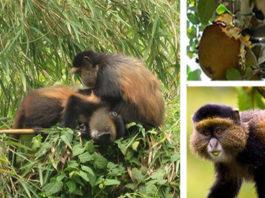 Golden-monkey-trekking