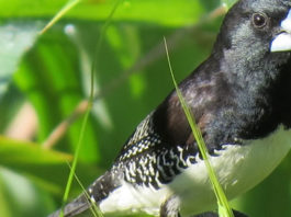 Birding-in-semiliki