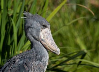 birding