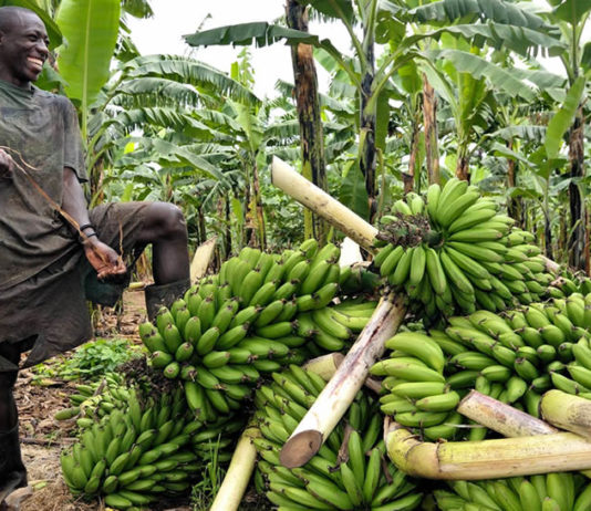 matooke growing in uganda