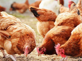 Poultry farming in uganda