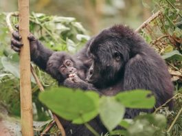 Gorilla Trekking Guide