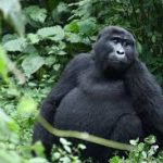 Mounatin gorilla