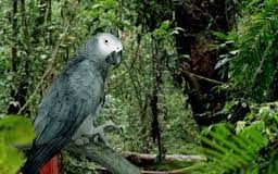 African grey parrot