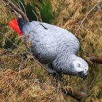 afriocan gray parrot