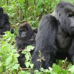 uganda-mountain-gorillas-720×450