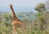 giraffes and hartebeests in ziwa