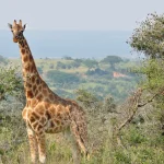 giraffes and hartebeests in ziwa