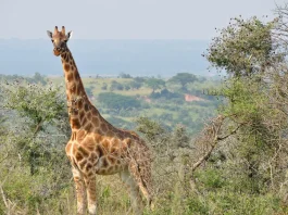 giraffes and hartebeests in ziwa