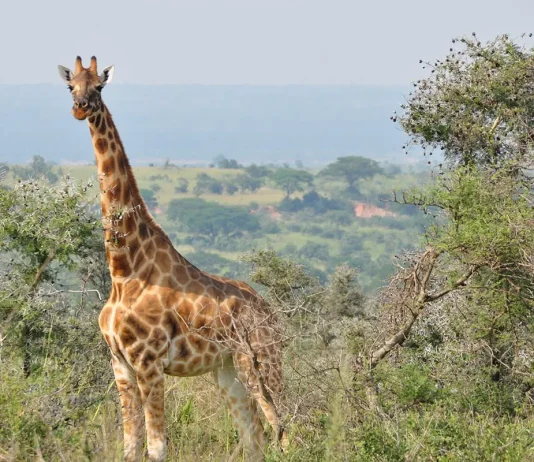 giraffes and hartebeests in ziwa