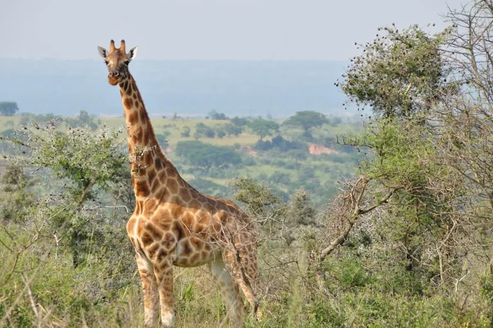 giraffes and hartebeests in ziwa