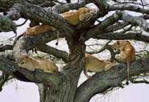 Tree climbing lions