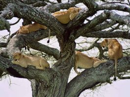 Tree climbing lions