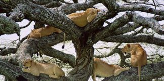 Tree climbing lions