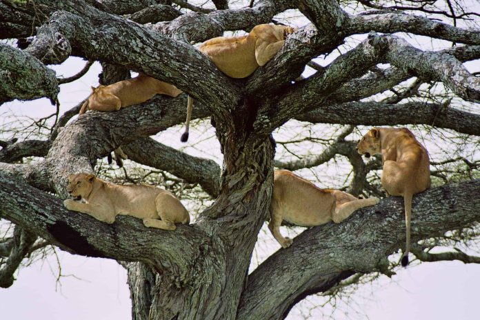 Tree climbing lions