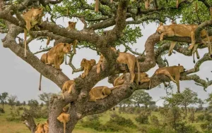 Tree climbing lions 