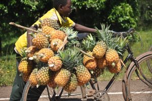 agro-tourism