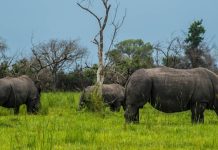 Ziwa Rhino sanctuary