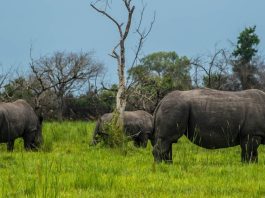 Ziwa Rhino sanctuary