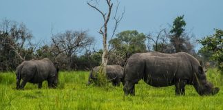 Ziwa Rhino sanctuary