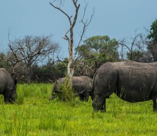 Ziwa Rhino sanctuary