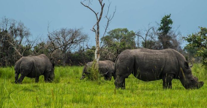 Ziwa Rhino sanctuary