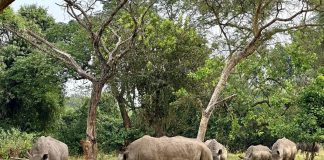 ziwa rhino sanctuary