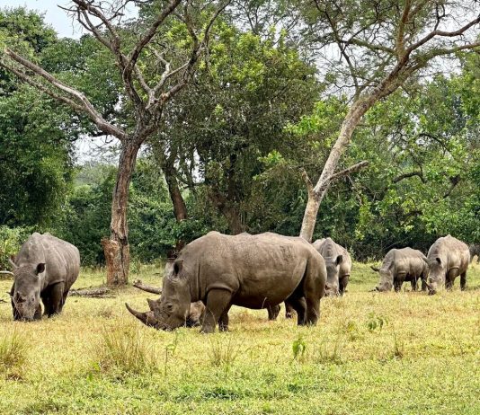 ziwa rhino sanctuary